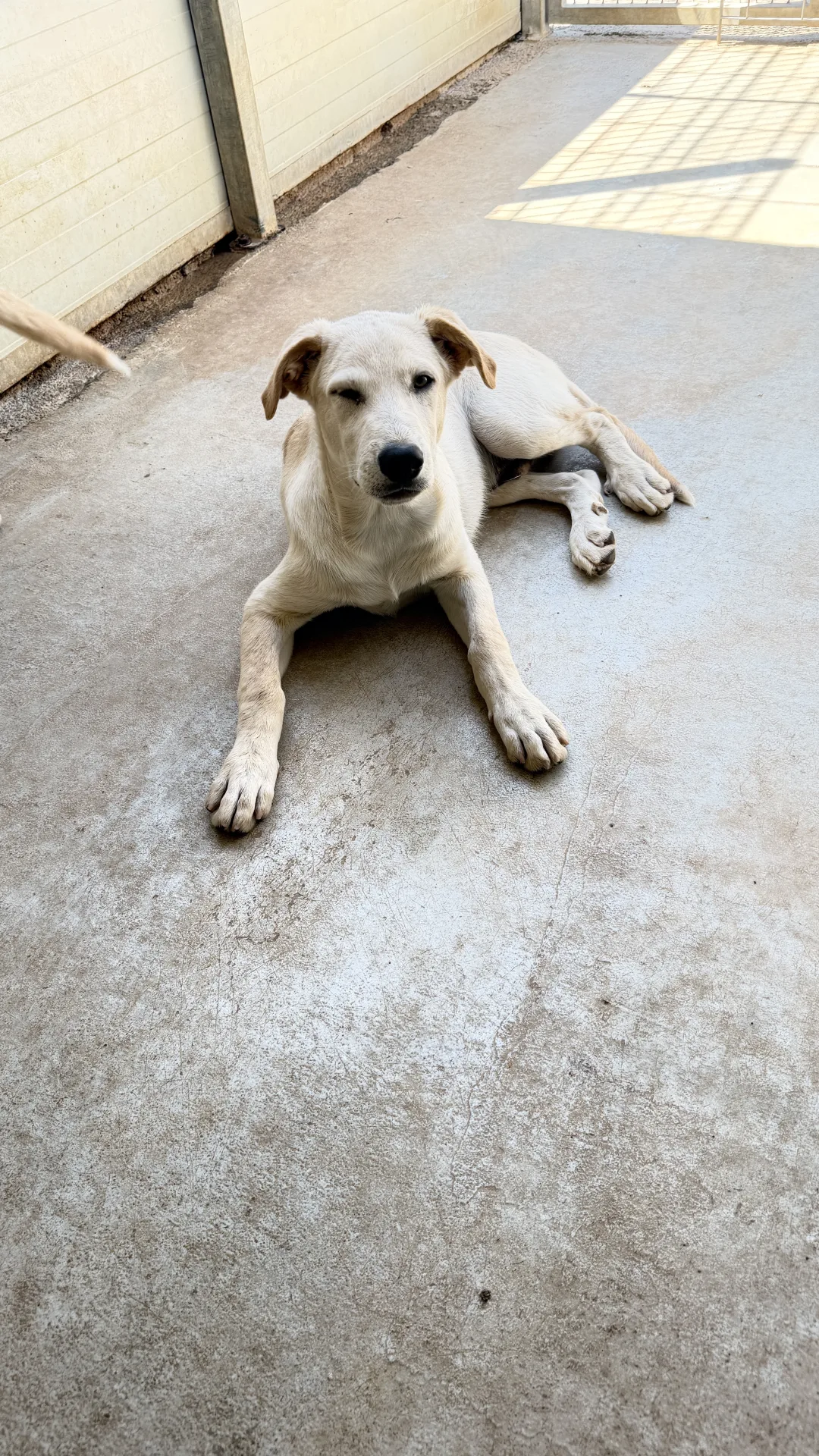 Foto 3 di Milud, cane Meticcio in adozione