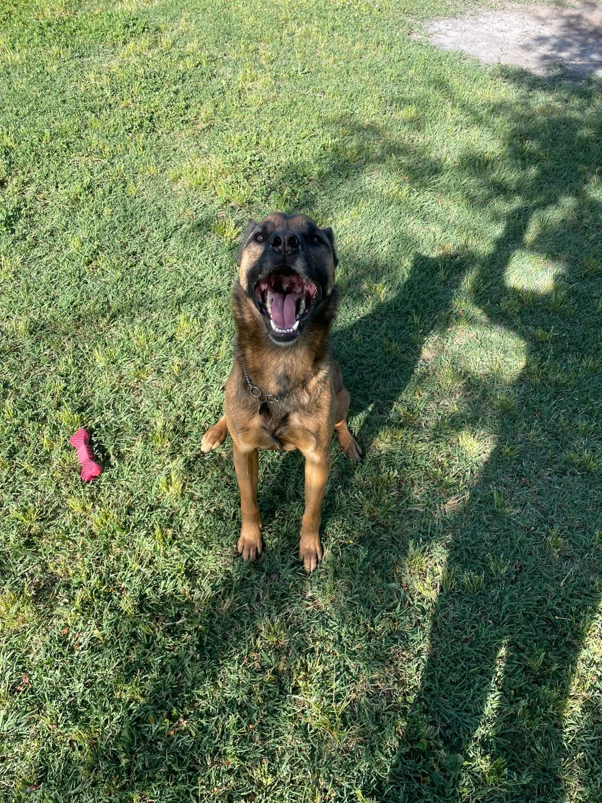 Amos, cane Simil malinois lupetto in adozione a Roma - foto 3