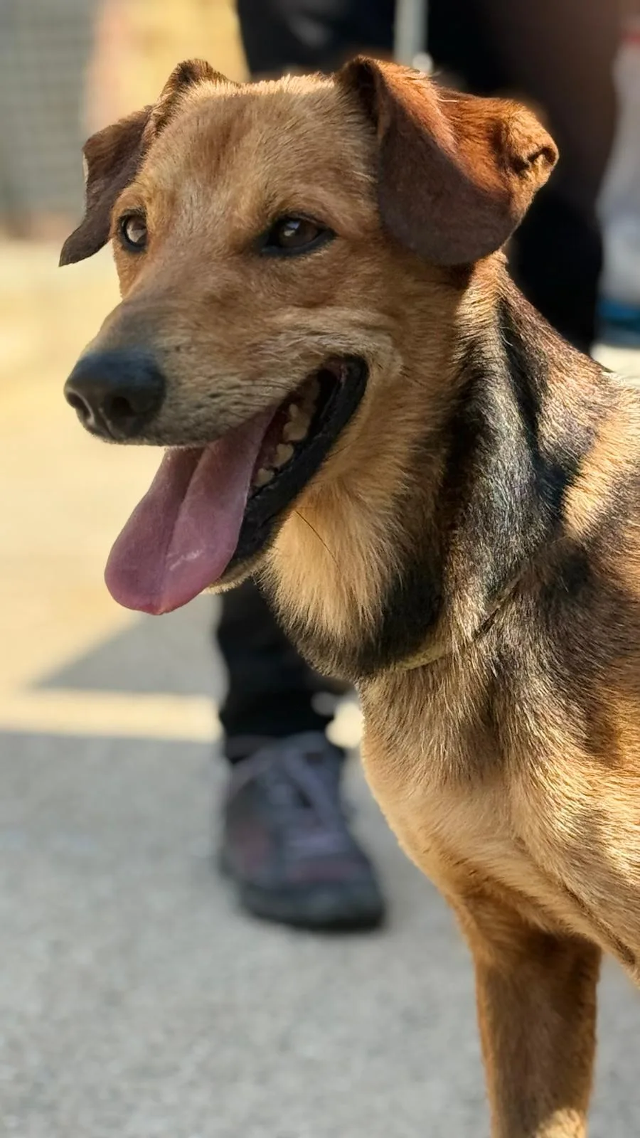 Leo, cane Meticcio in adozione a Trapani - foto 3