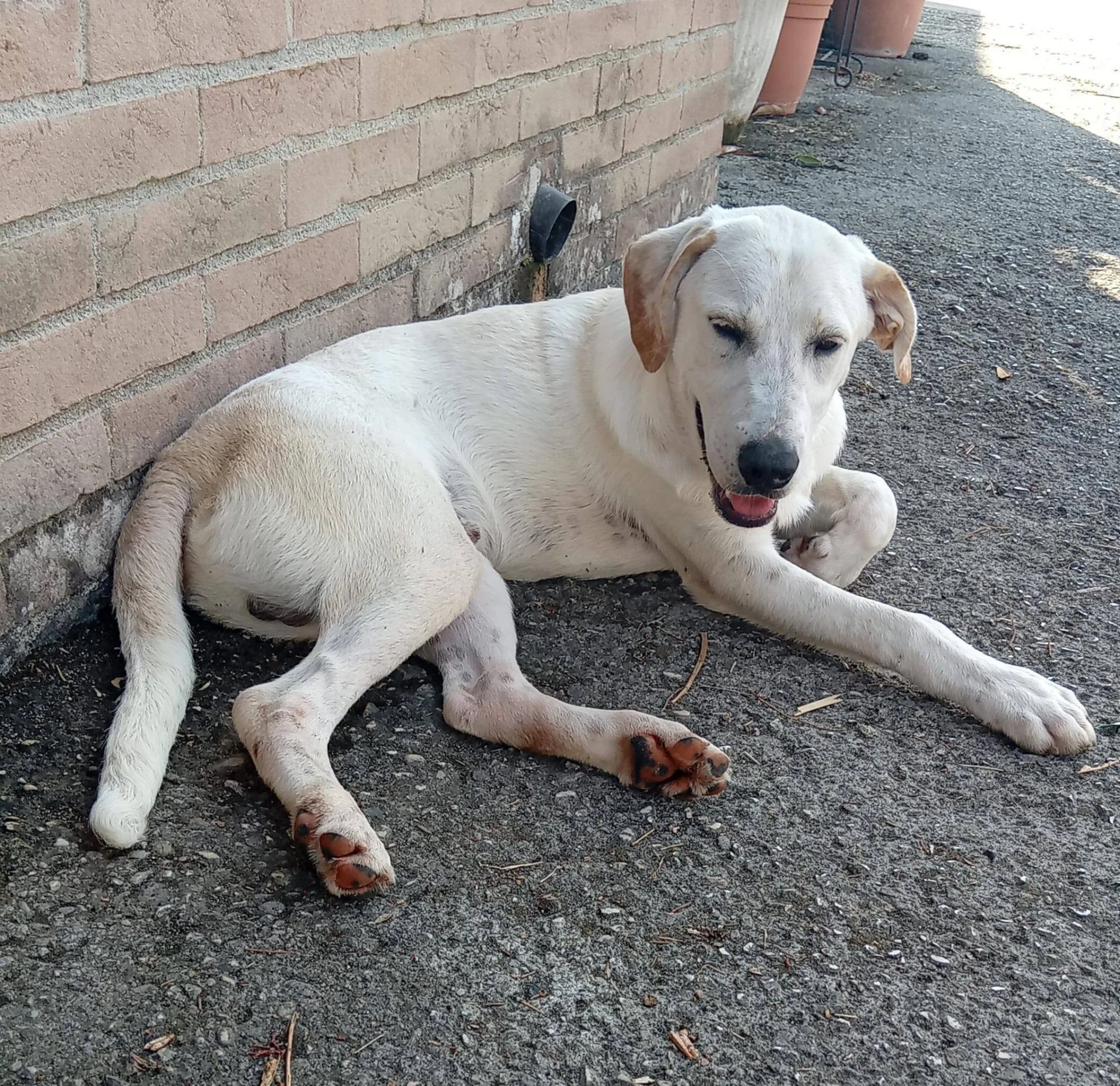 Roby, cane meticcio in adozione a Latina - foto 5