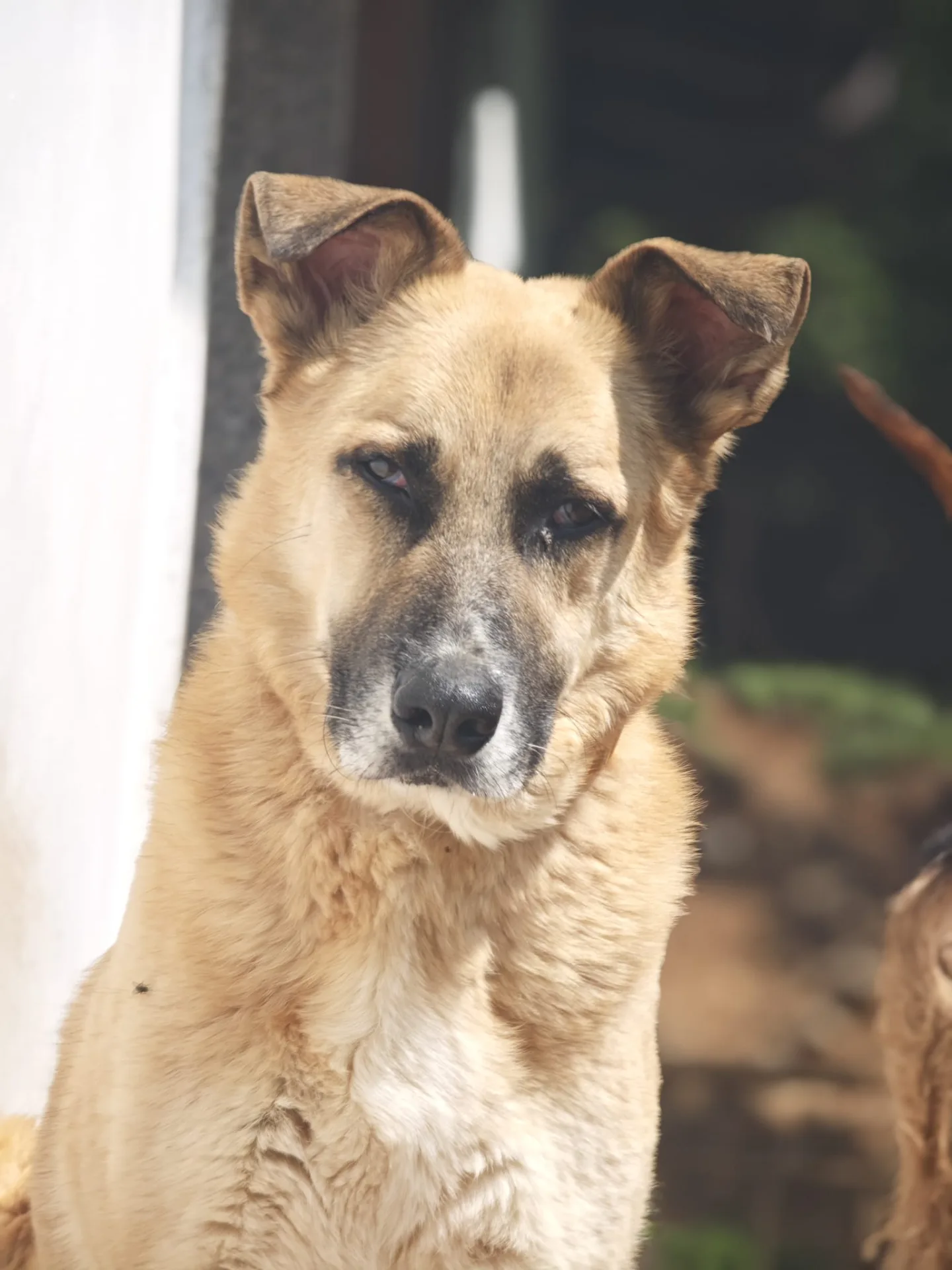 Frank, cane Meticcio simil pastore tedesco in adozione a Brescia