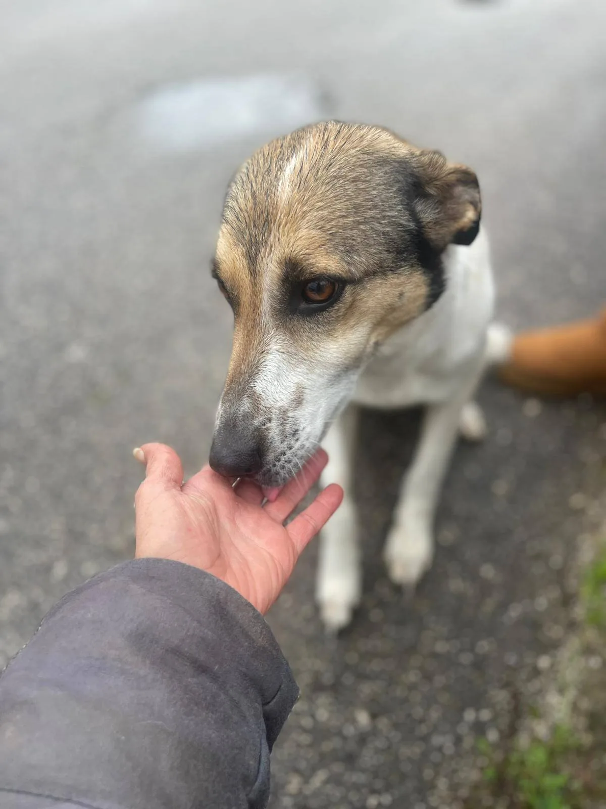 Rosemary, cane in adozione a Pavia - foto 3