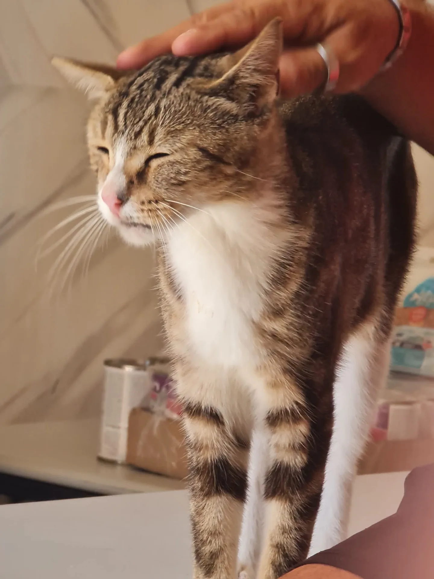 Stella, gatto Meticcio in adozione a Trapani - foto 4