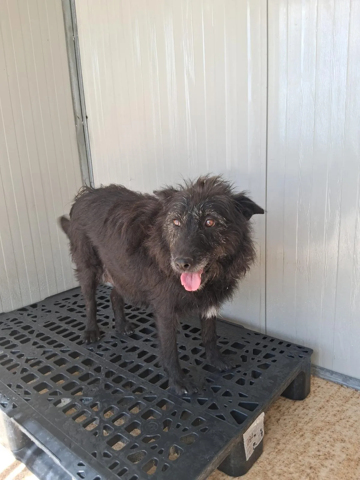 Adele, cane Meticcio in adozione a Siracusa - foto 2