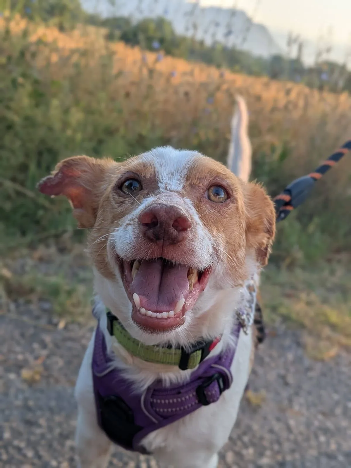 Sky, cane meticcio in adozione a Latina - foto 3