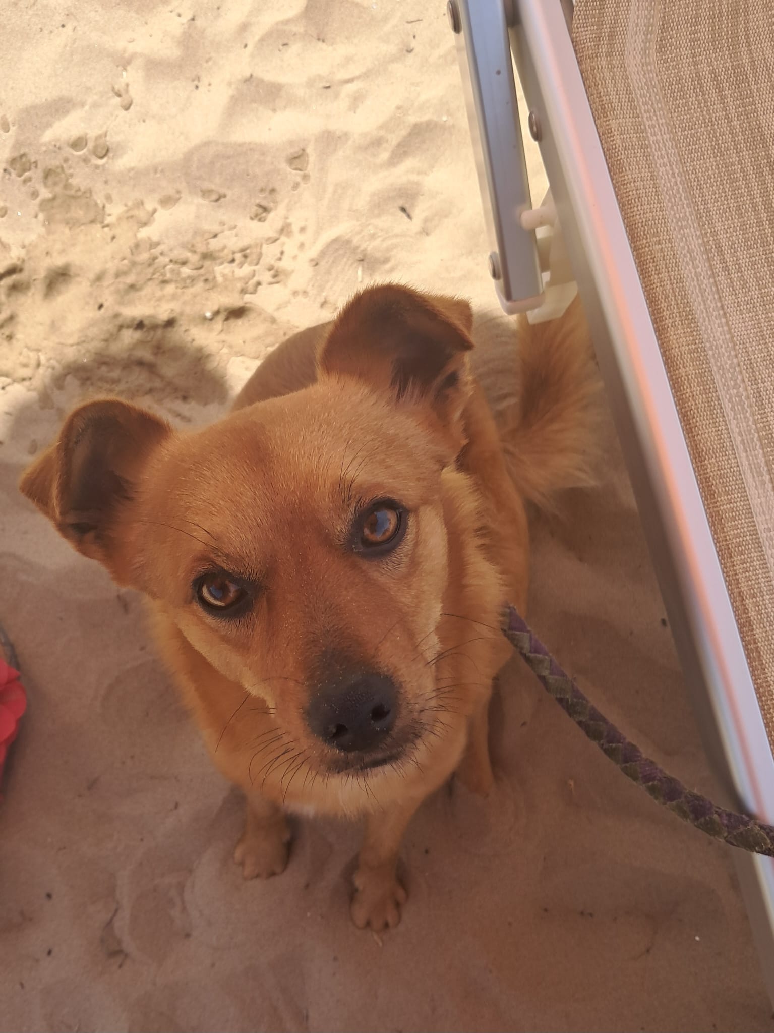 Foto 1 di Spritz, cane Meticcio taglia medio piccola in adozione