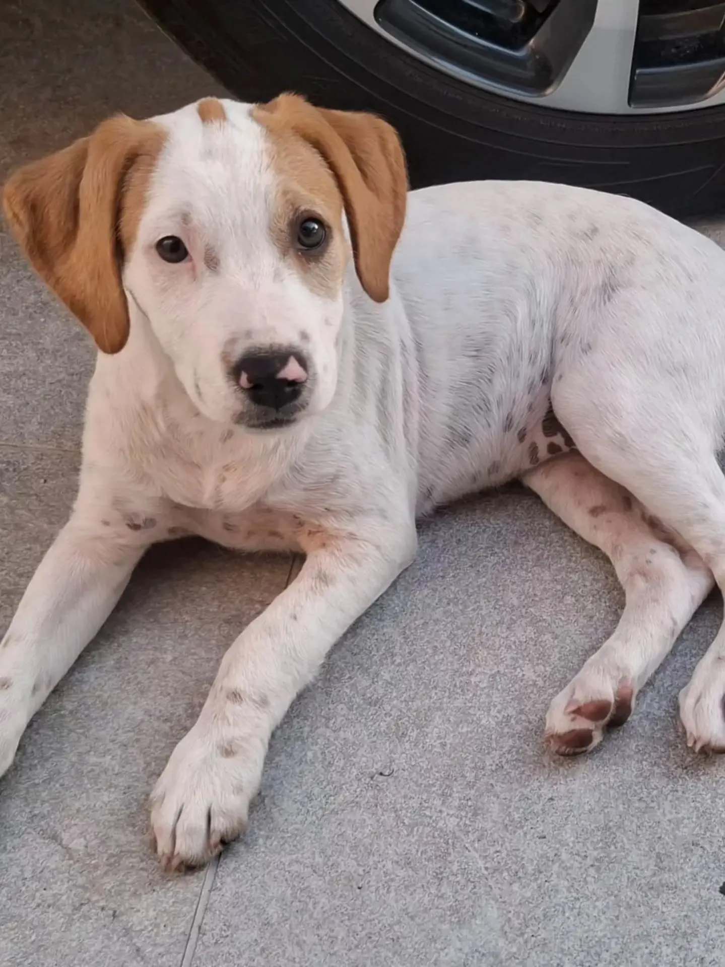 Vaniglia, cane meticcio in adozione a Latina - foto 1