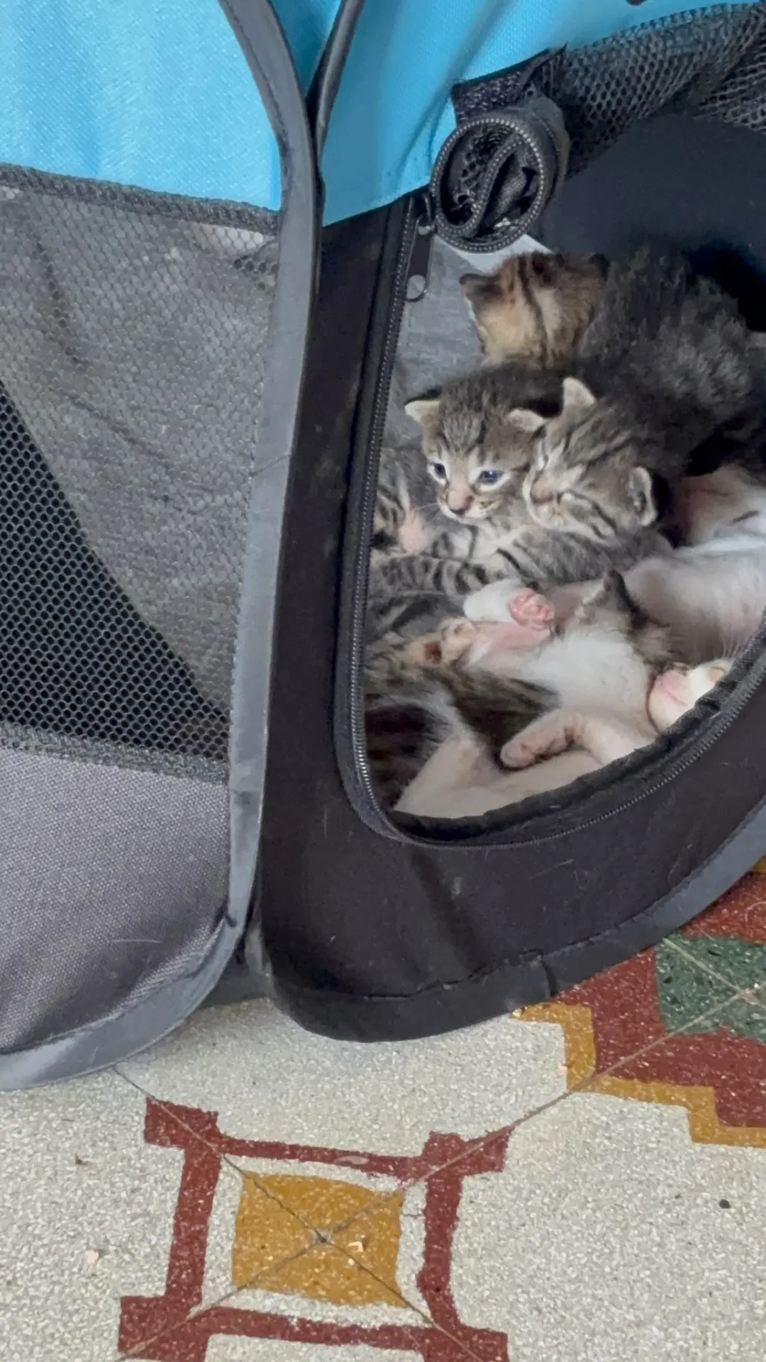 In attesa di scelta, gatto Europea in adozione a Vibo Valentia - foto 4