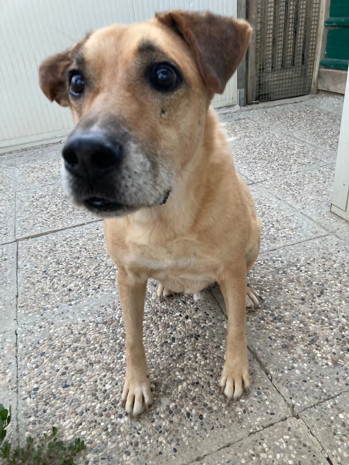Jeck, cane Meticcio in adozione a Lecco