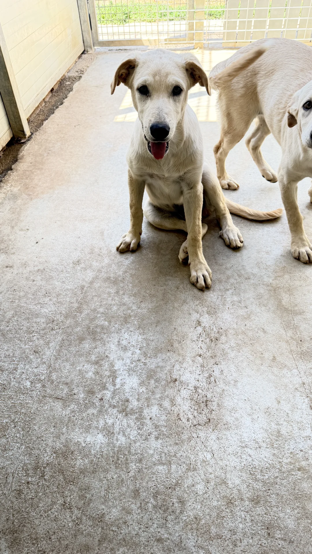 Milud, cane Meticcio in adozione