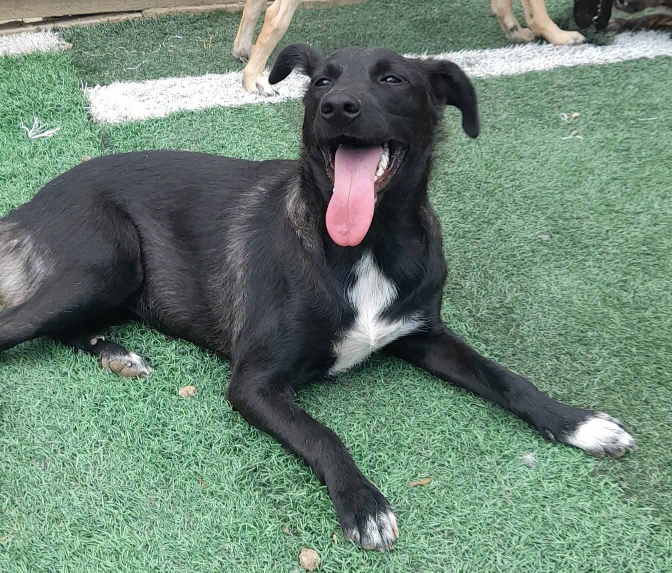 Mia, cane Meticcio in adozione