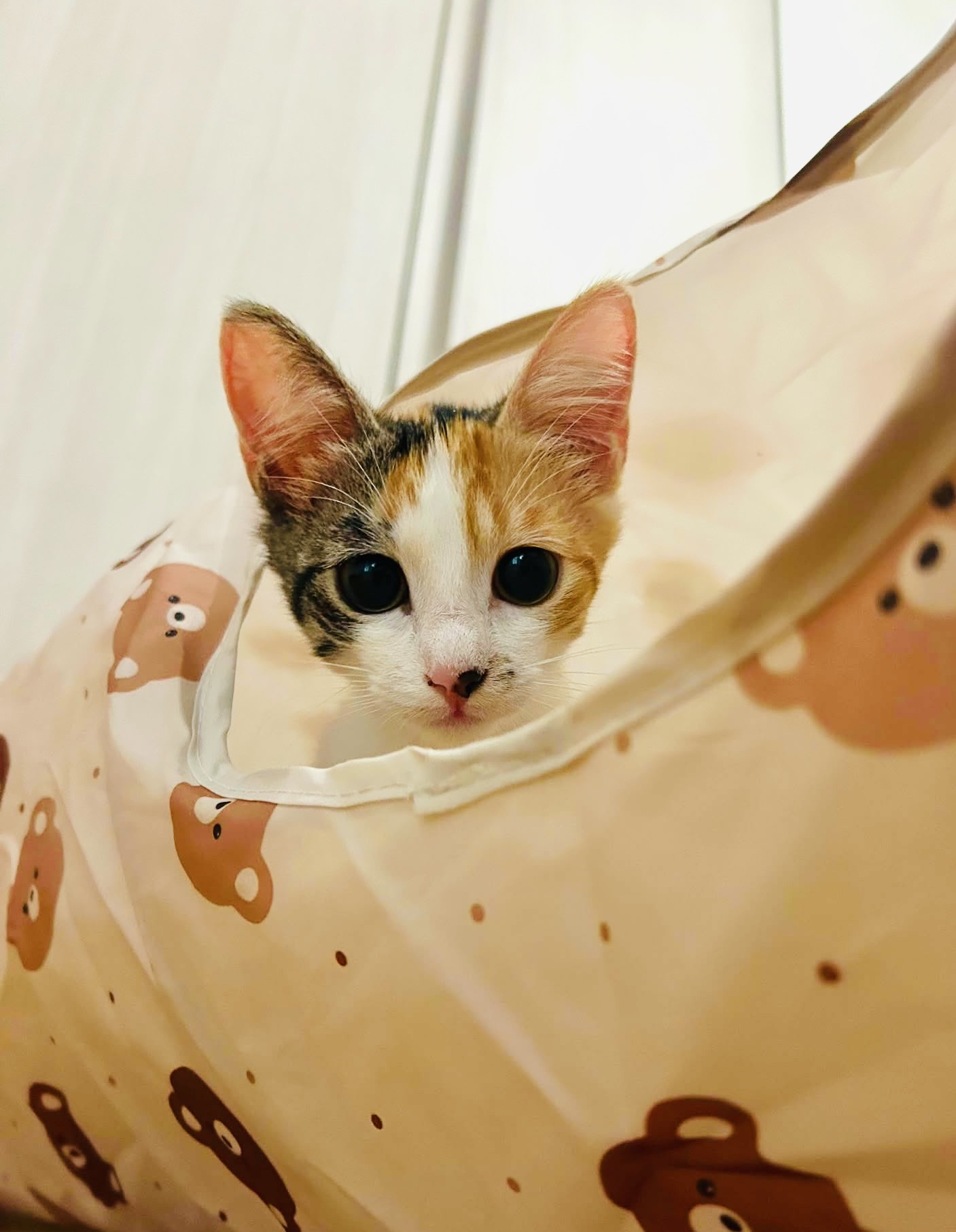 Foto 1 di Lussy, gatto Meticcio in adozione