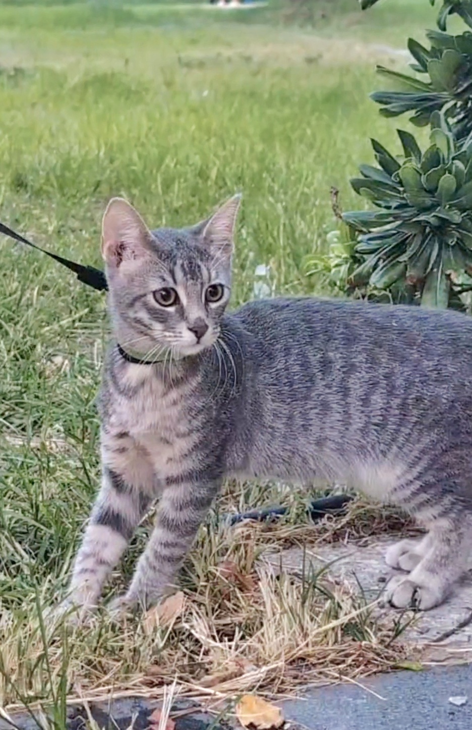 Foto 2 di Pina, gatto  in adozione