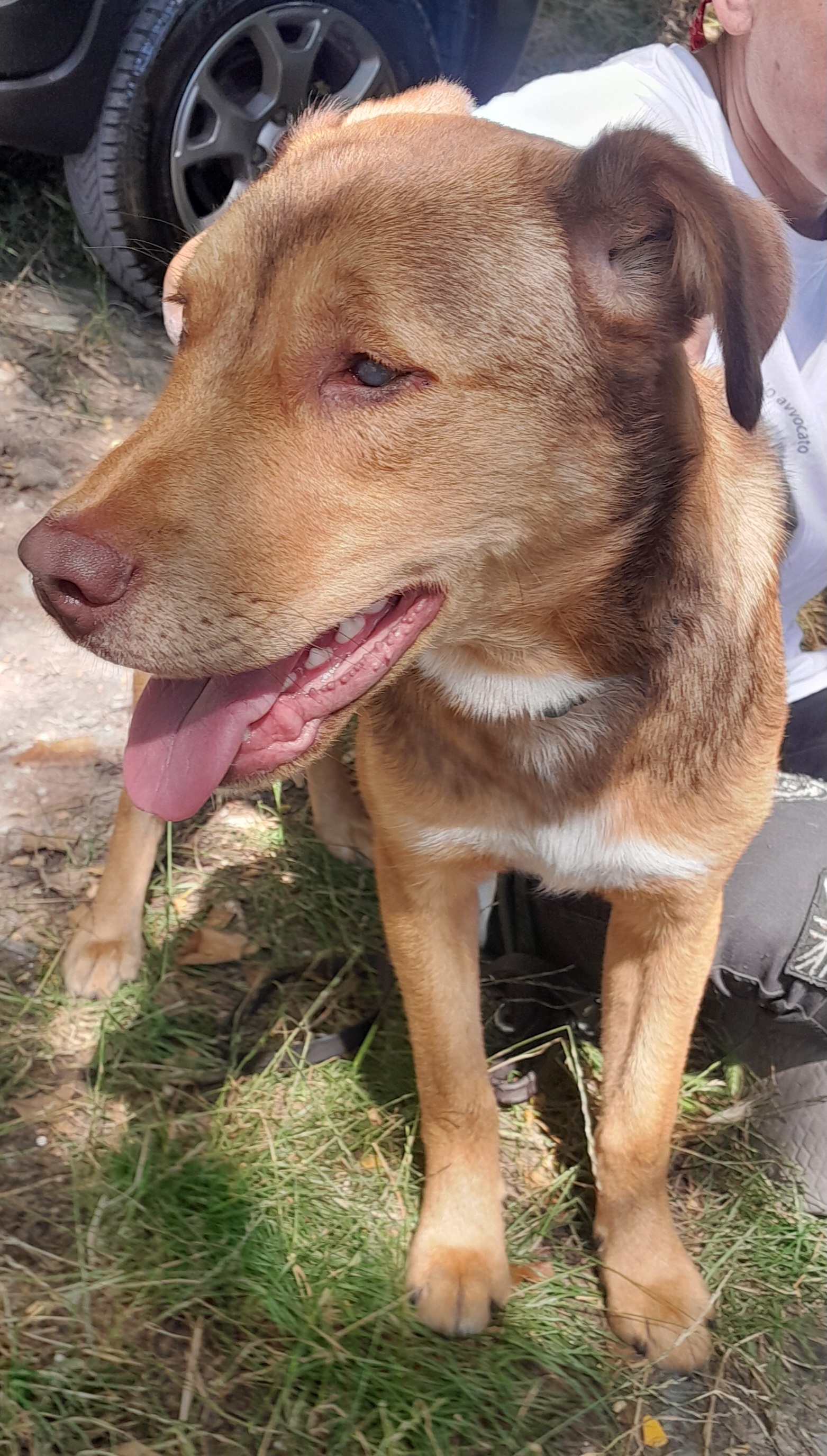 Foto 4 di Enea, cane Meticcio in adozione