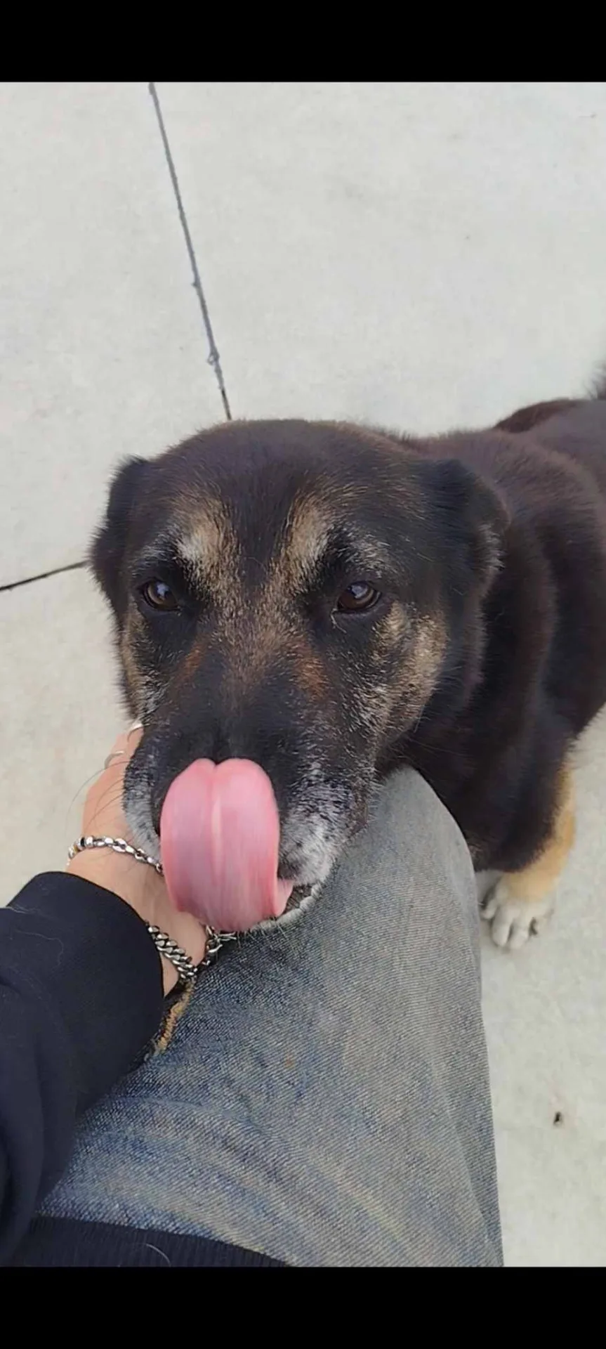 Bella, cane meticcio in adozione a Latina - foto 4
