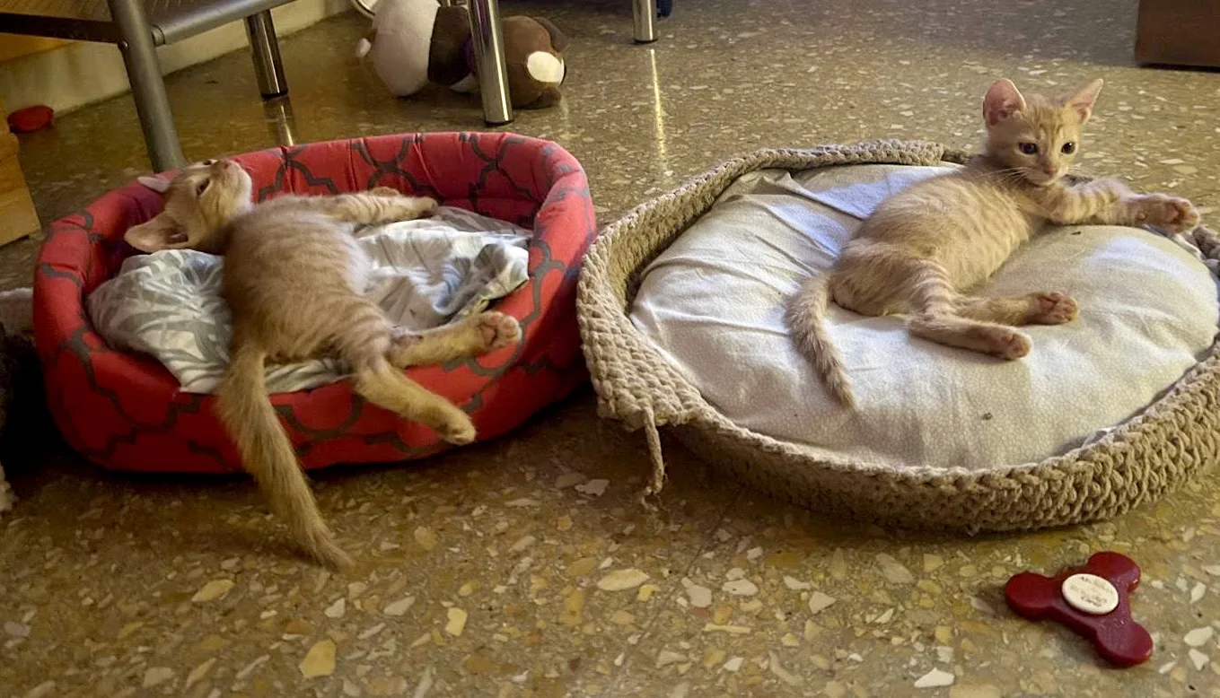 Sirio e Zeus, gatto Europeo in adozione a Roma - foto 4