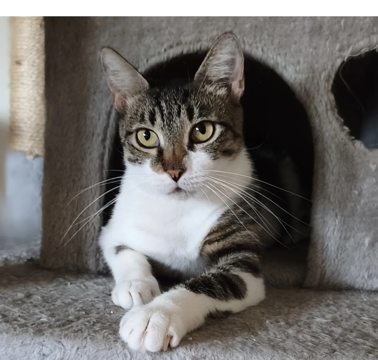Mimma, gatto Europeo in adozione a Latina