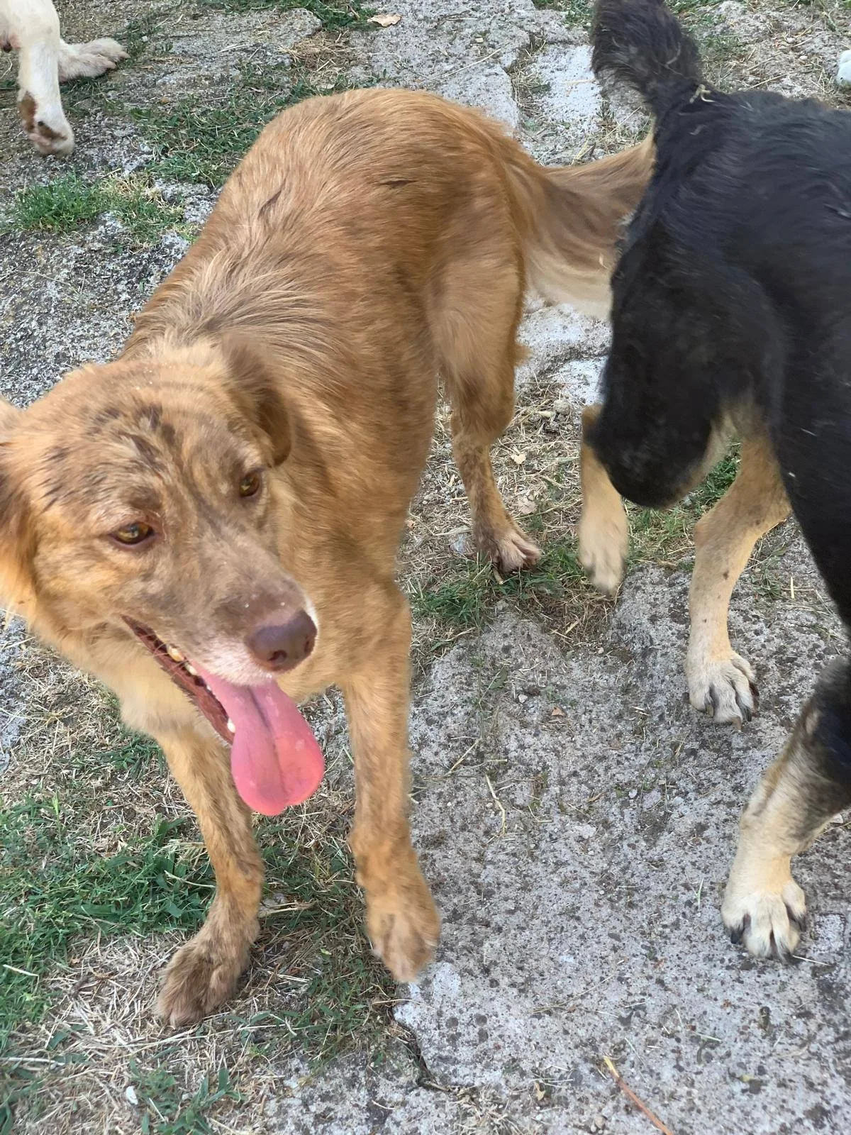 Fritz, cane in adozione a Latina - foto 3