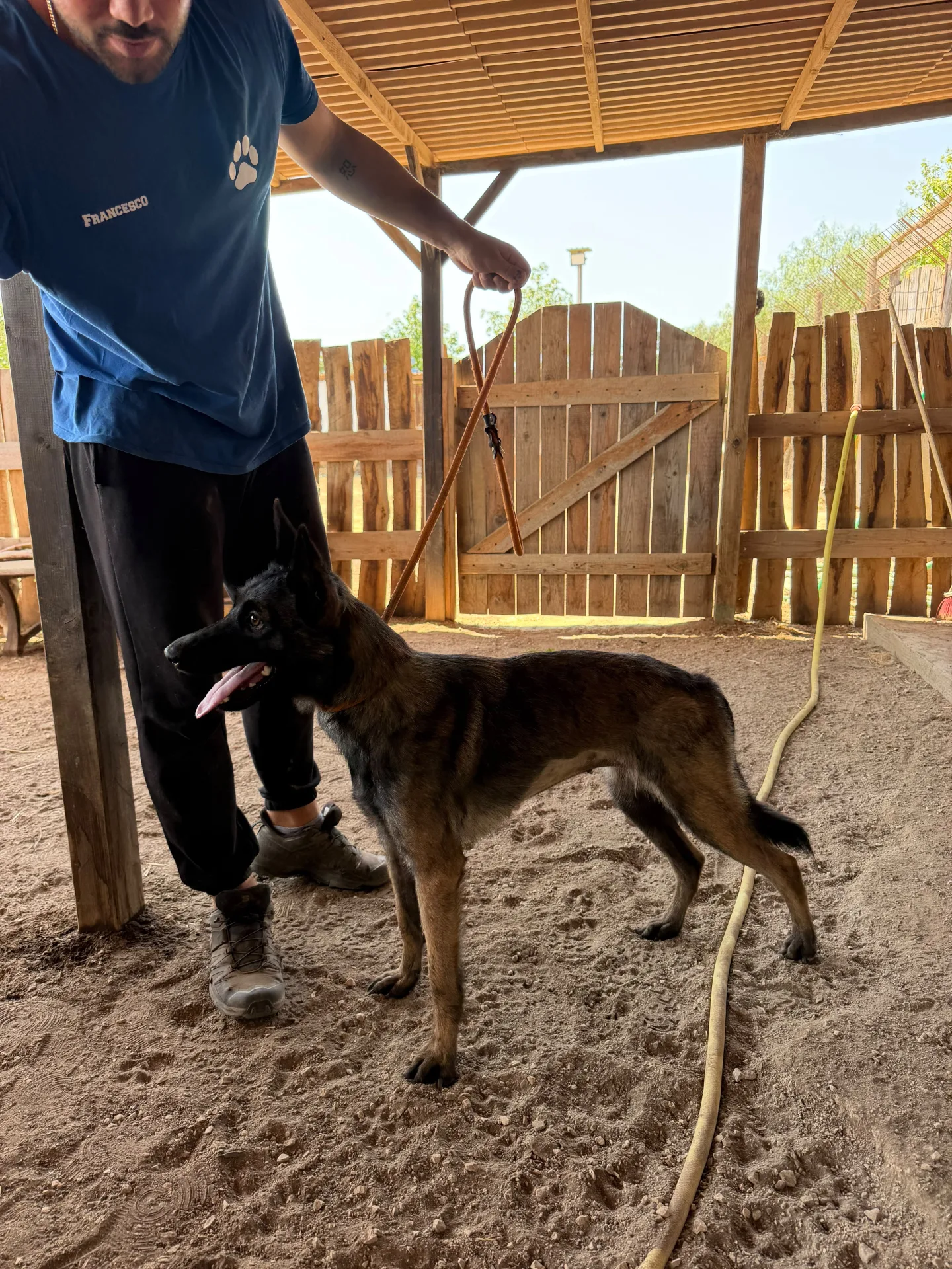 Foto 3 di Kira, cane Malinois in adozione