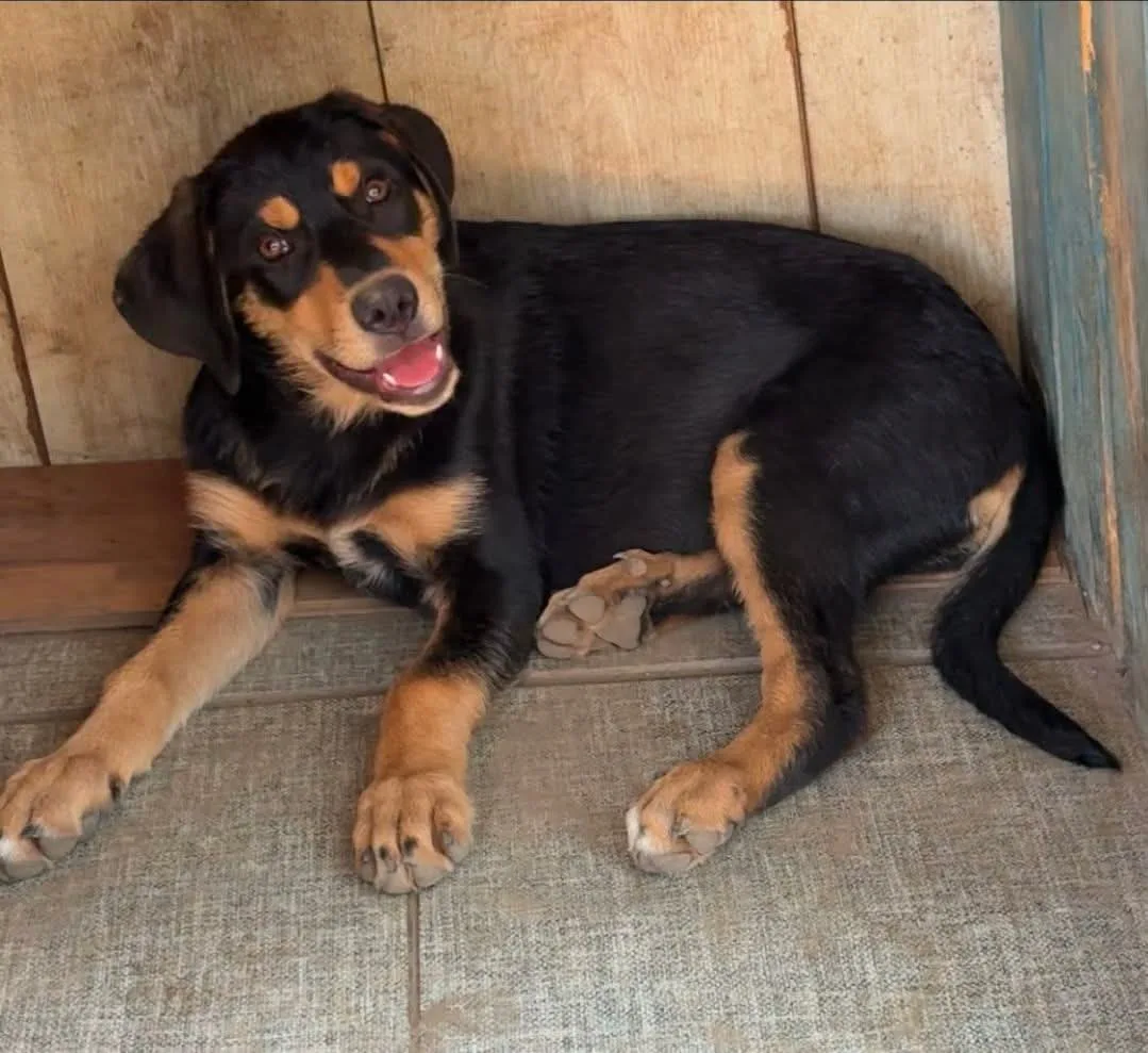 Marlena, cane Meticcia in adozione a Catanzaro