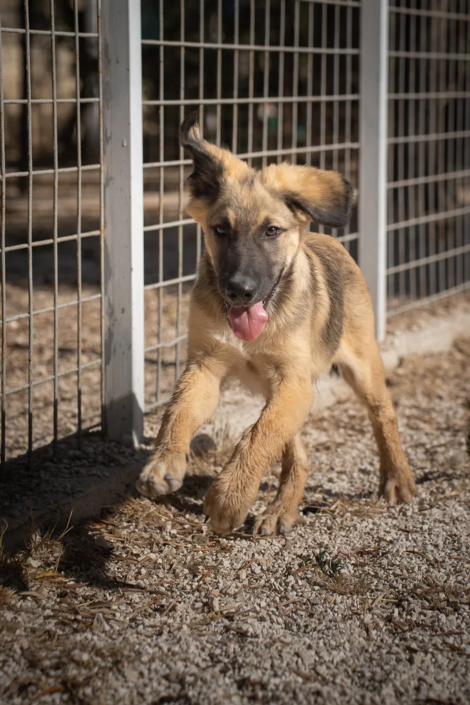 Greg 🤍, cane Meticcio in adozione a Bari - foto 2
