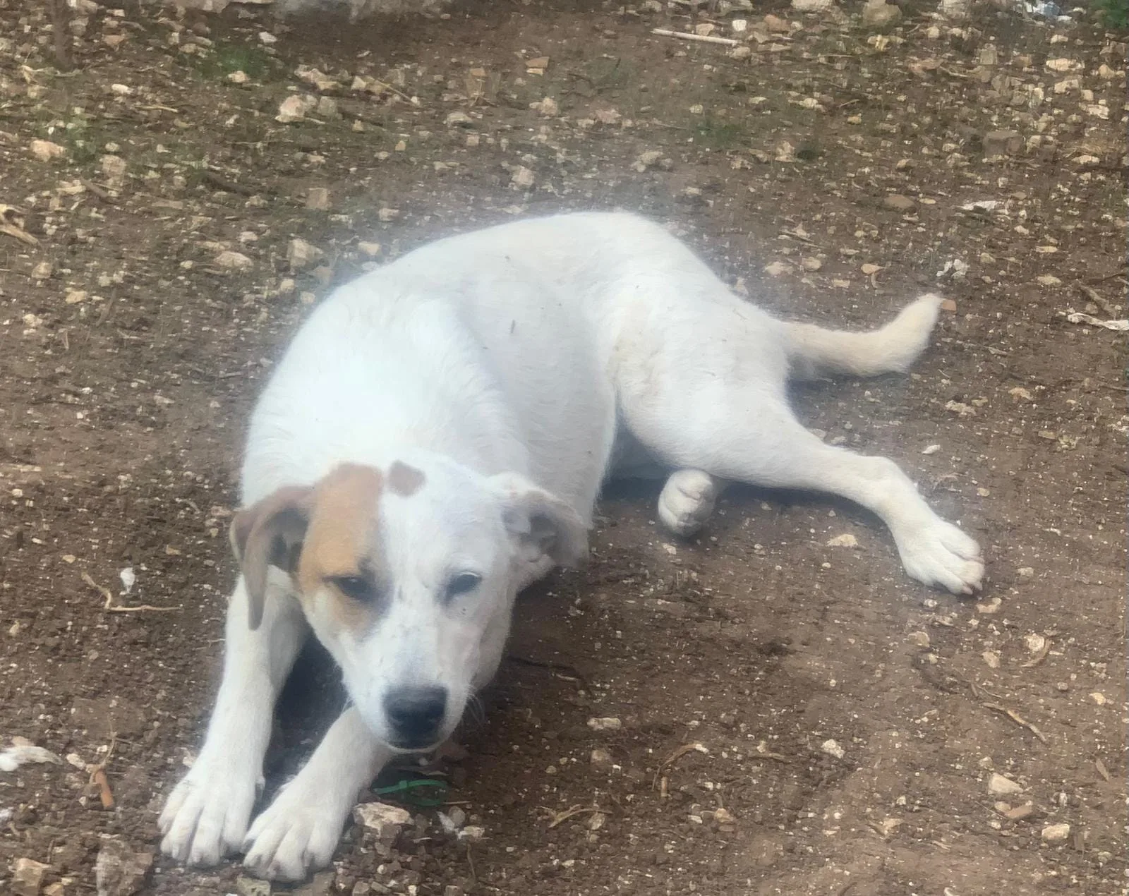 Isa, cane meticcio in adozione a Latina - foto 2