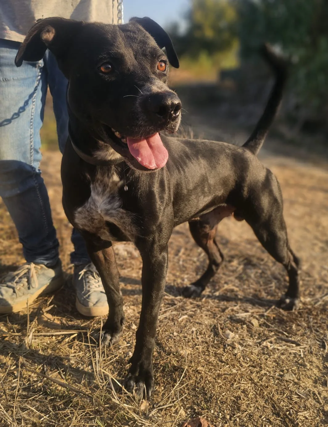 Freddy, cane Meticcio in adozione a Agrigento - foto 3