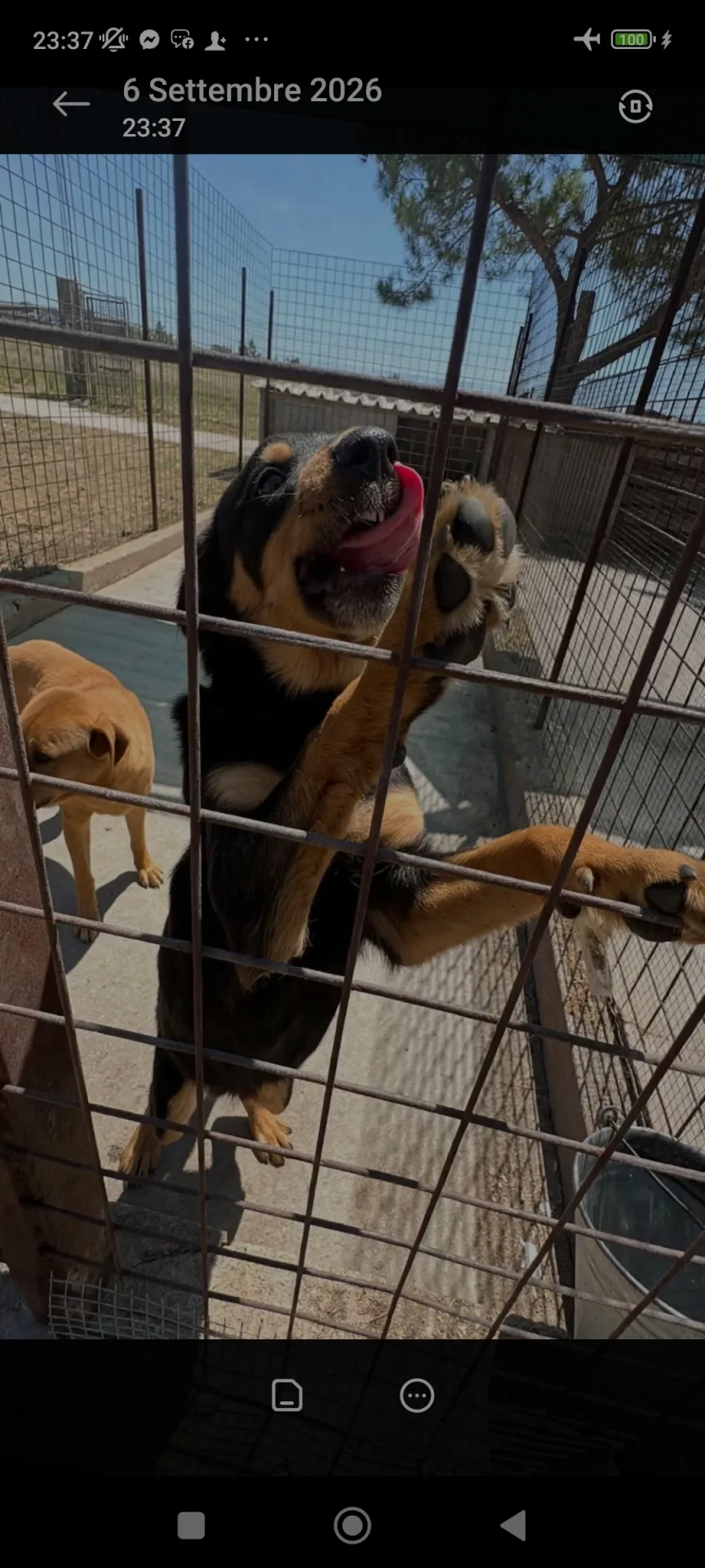 Roy, cane Meticcio in adozione a Siracusa - foto 2