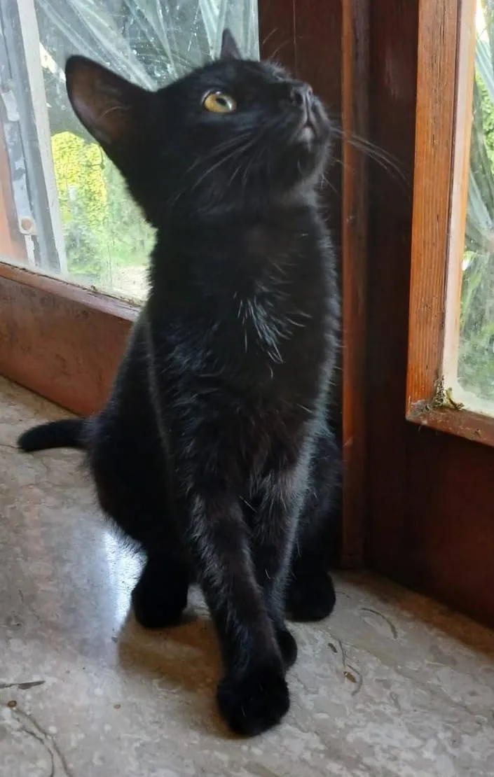 Puma, gatto in adozione a Latina - foto 2