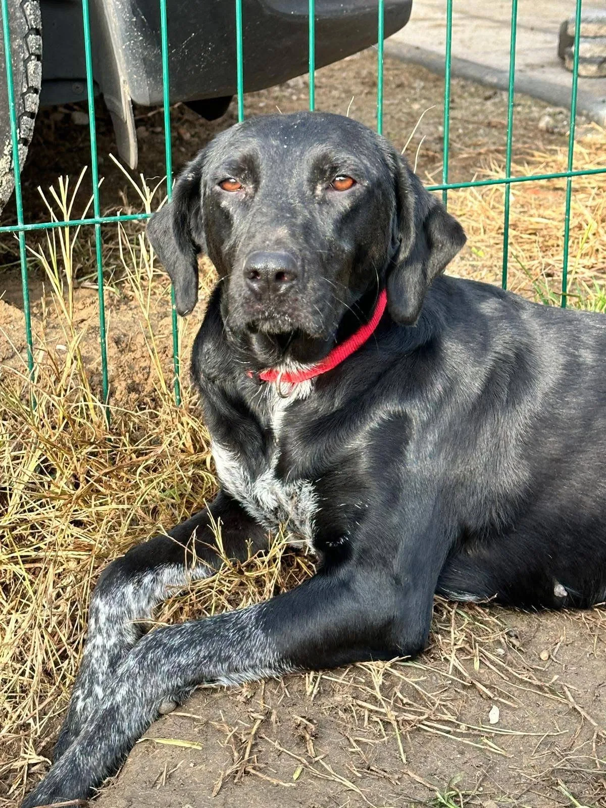 Bella, cane Meticcio in adozione a Pavia - foto 2