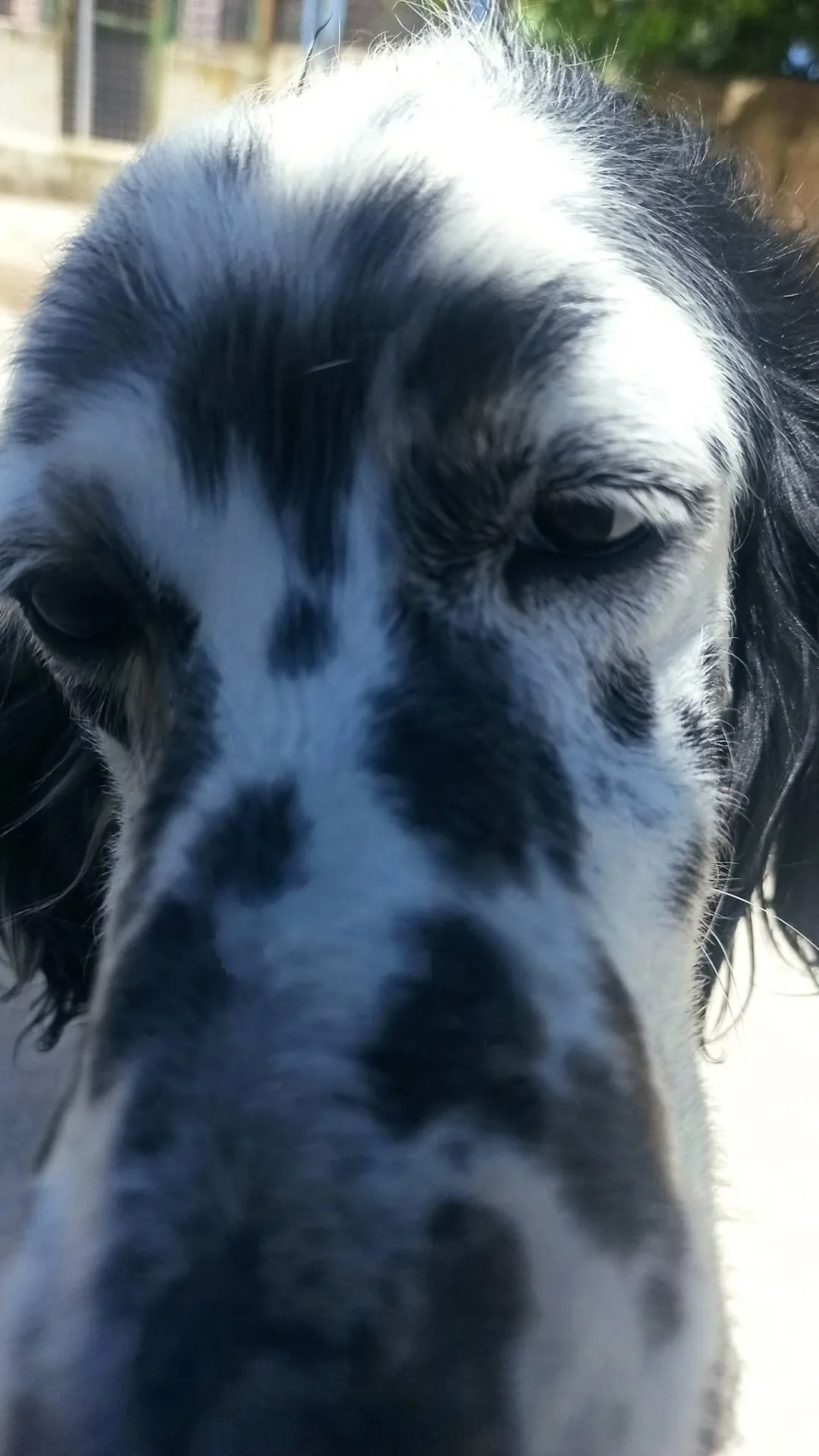 Bahia, cane setter inglese in adozione a Bari - foto 2