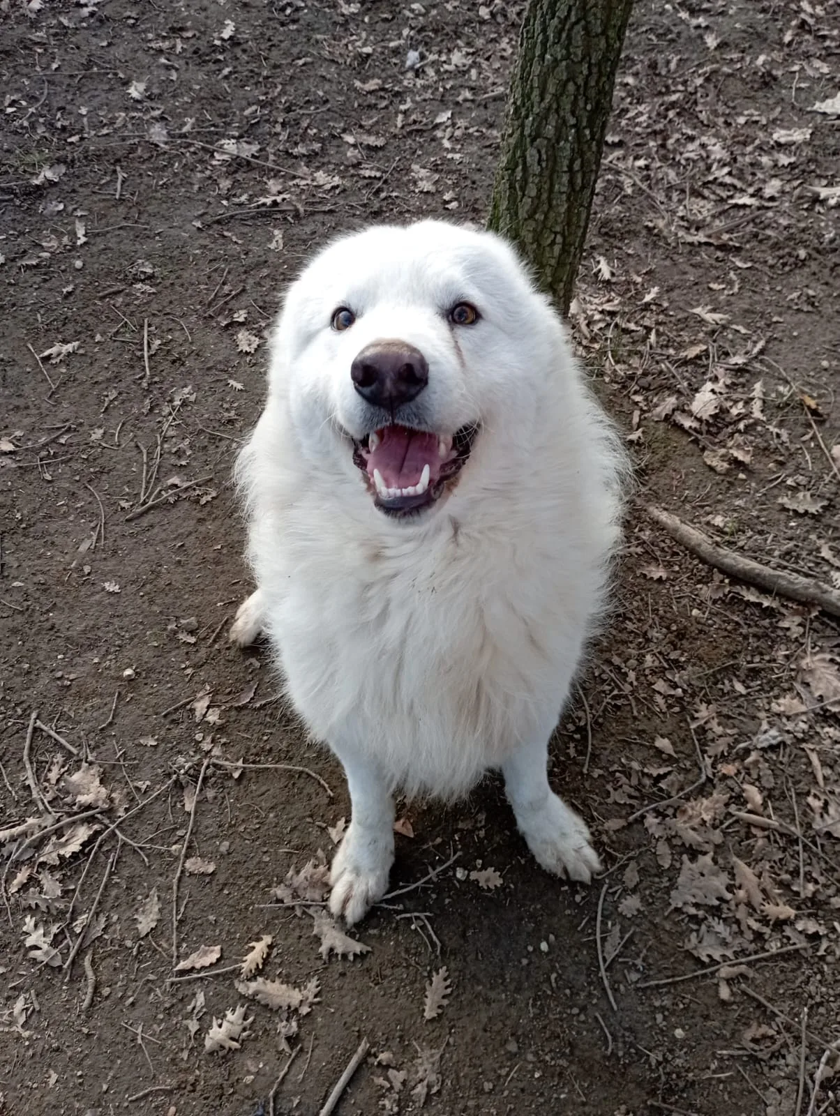 Marcello, cane meticcio in adozione a Viterbo - foto 2