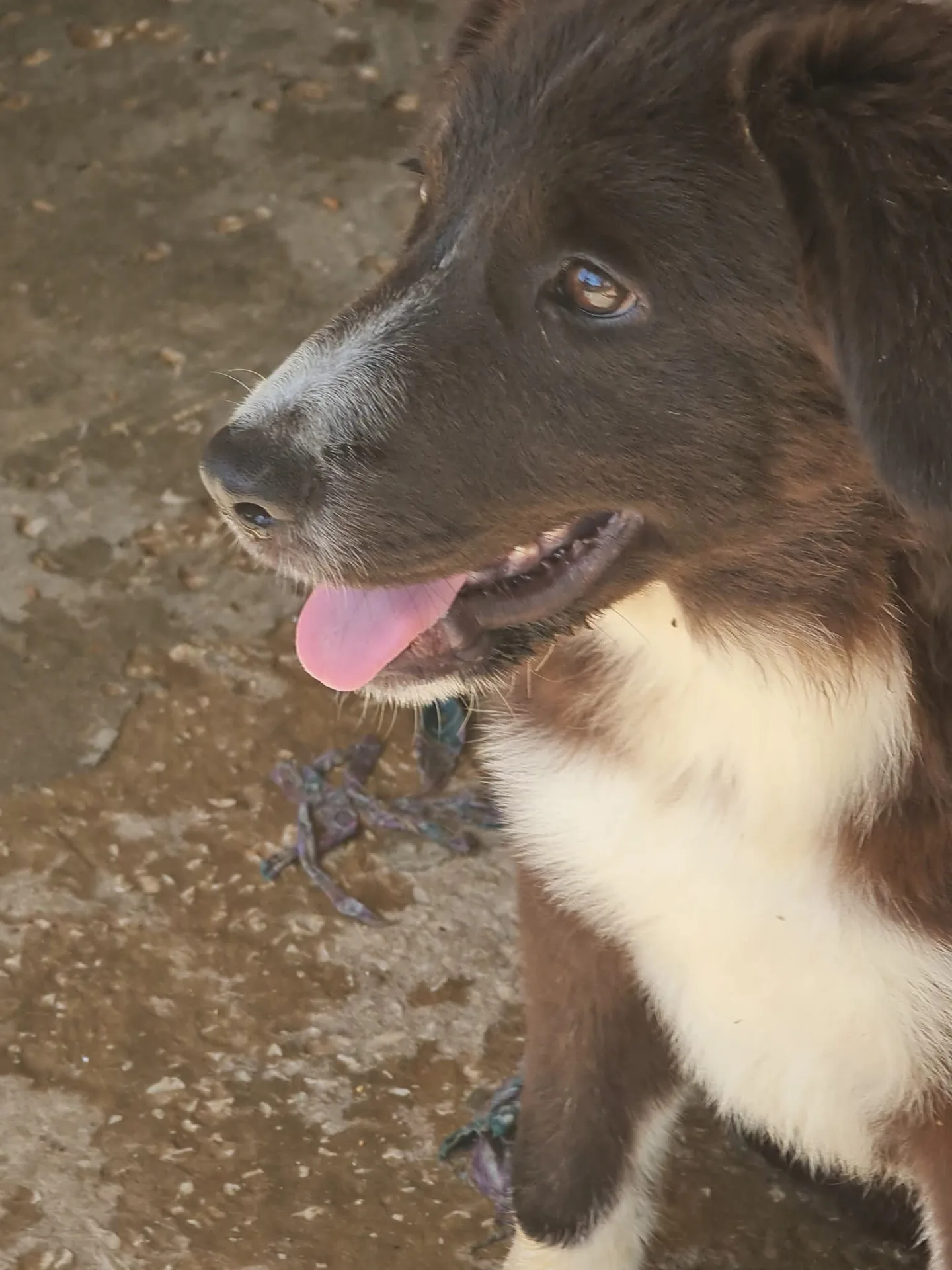 Maya, cane Meticcio in adozione a Trapani - foto 3
