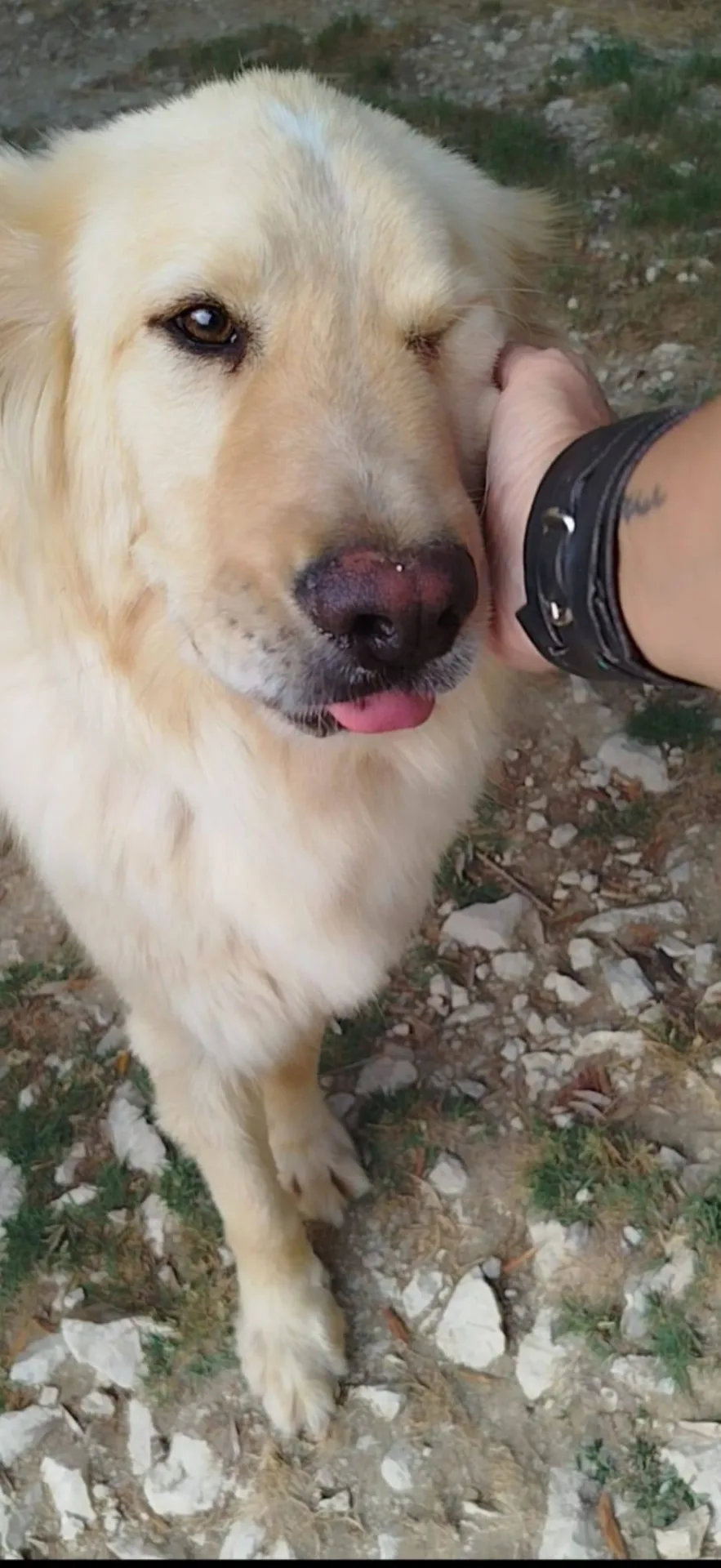 Master, cane meticcio in adozione a Latina - foto 3