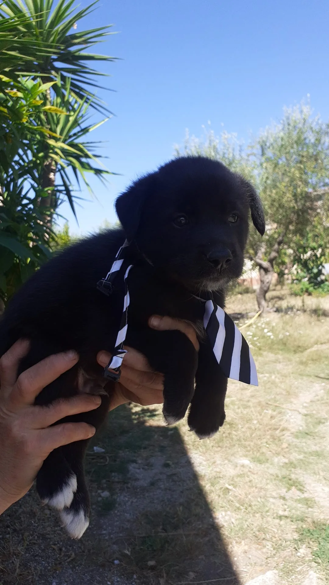 Brando, cane Meticcio in adozione a Salerno - foto 2