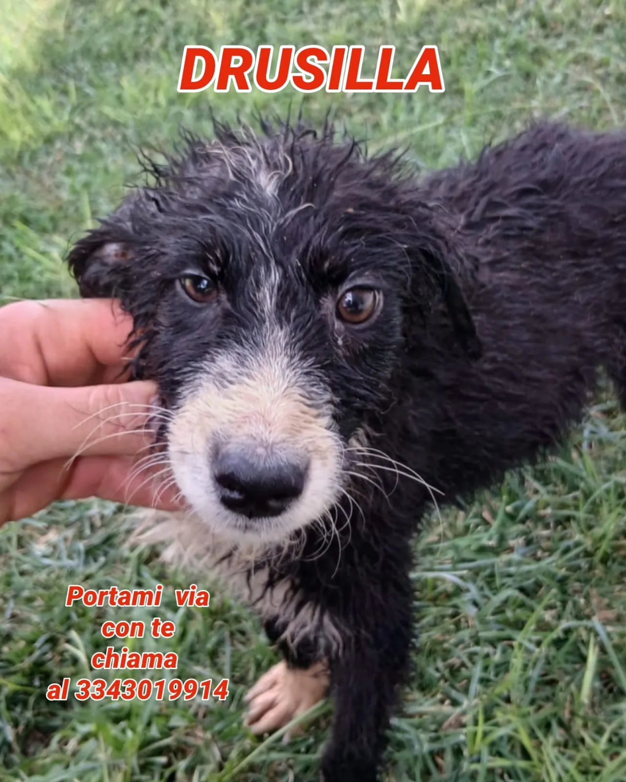 Drusilla, cane Meticcio in adozione a Crotone - foto 1