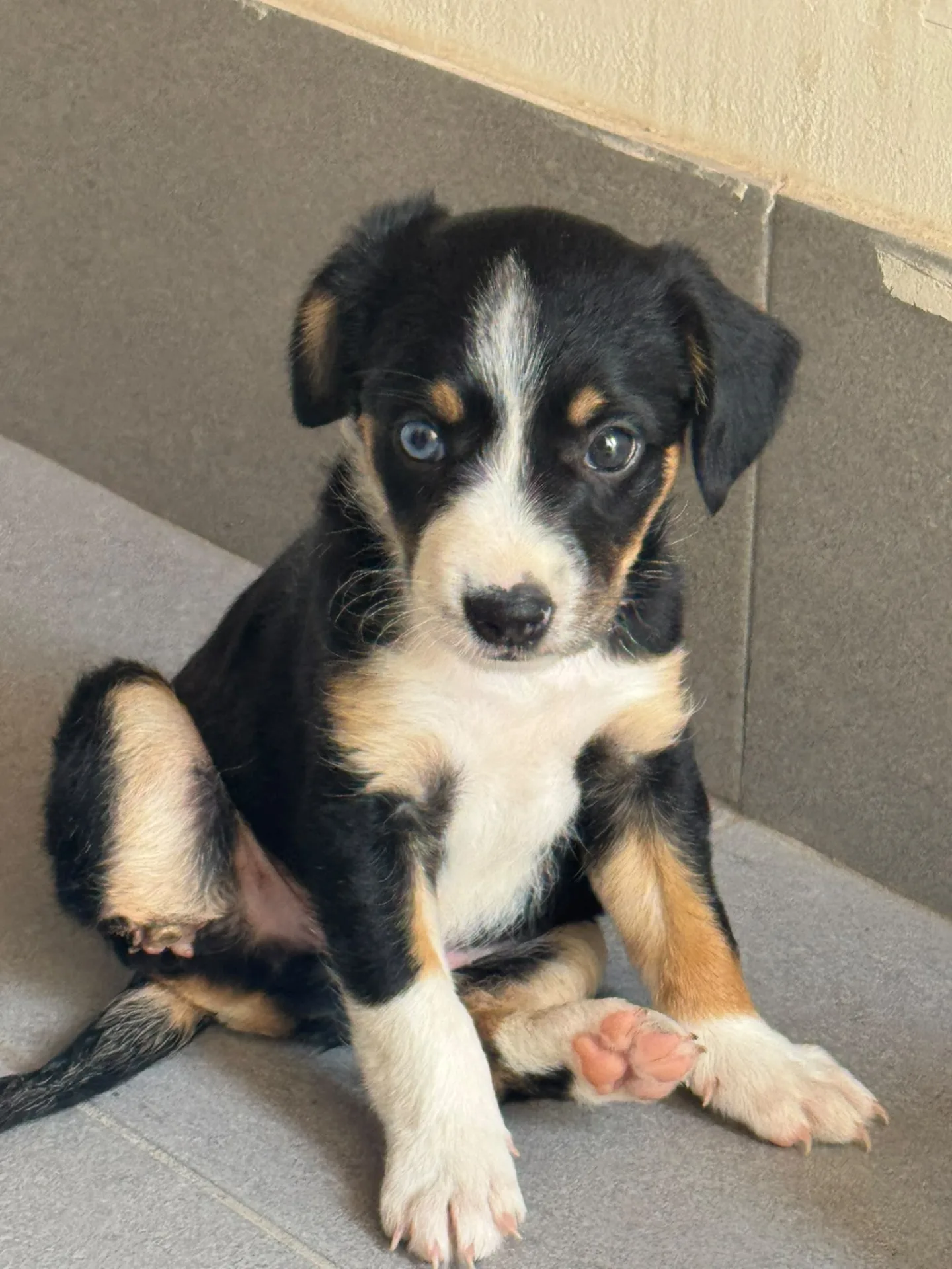 Blu, cane Meticcia in adozione a Siracusa - foto 2
