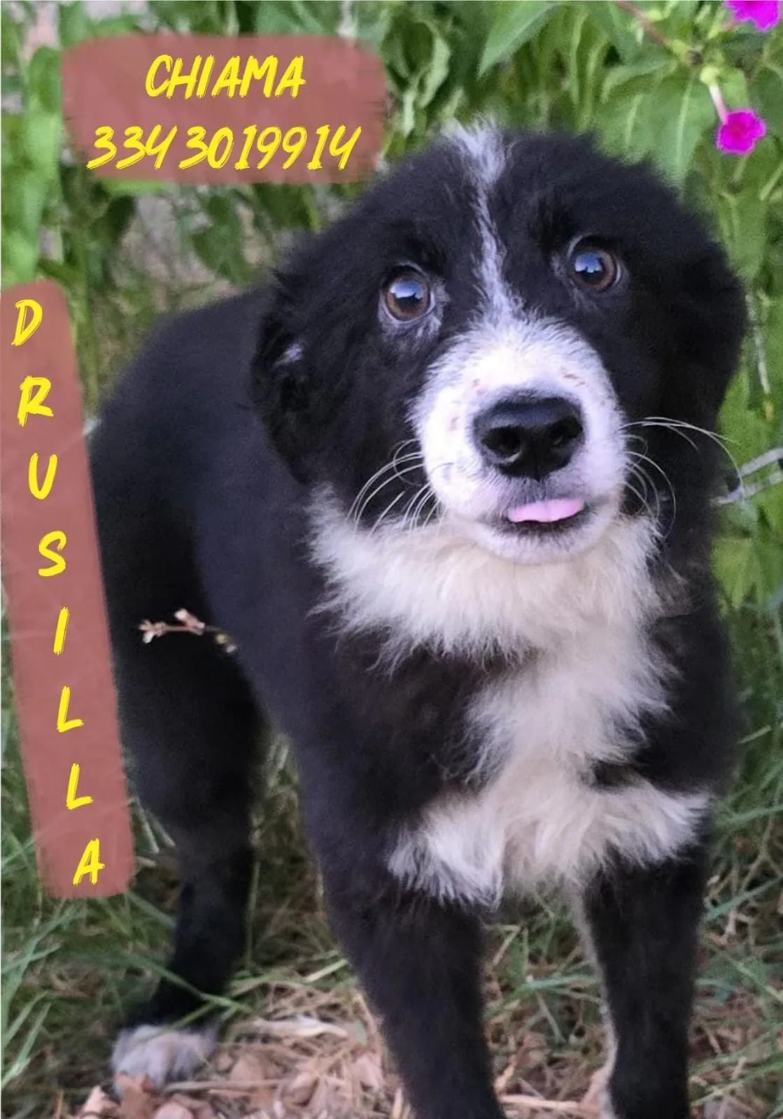 Drusilla, cane Meticcio in adozione a Crotone - foto 3