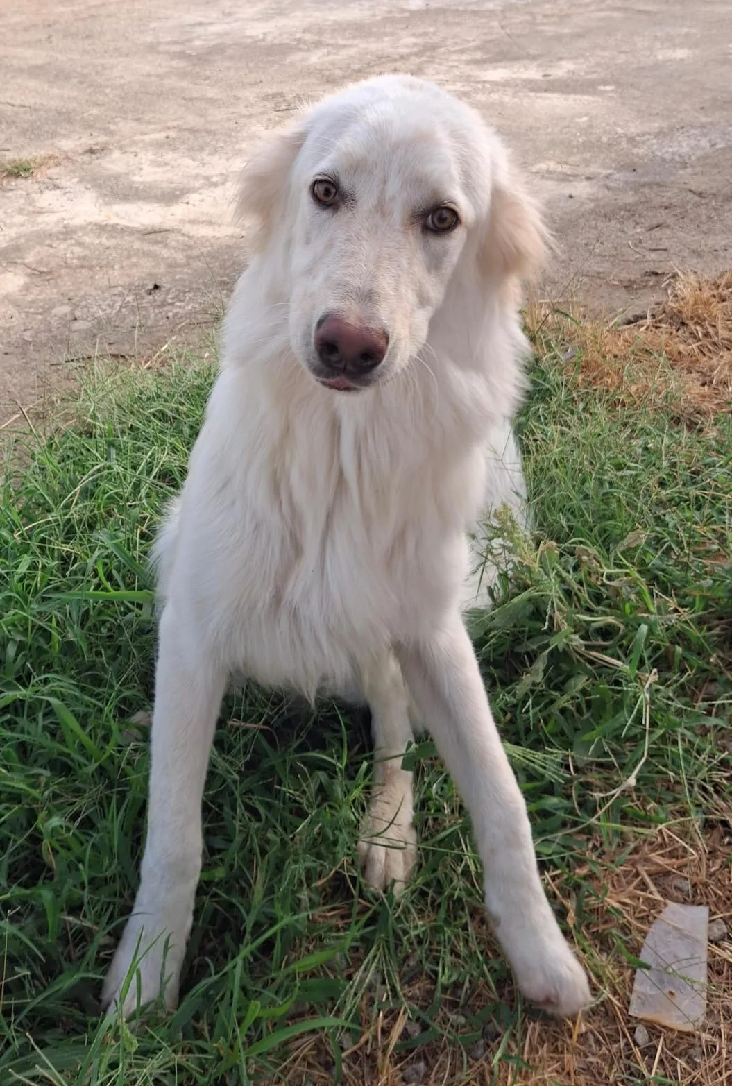 Eros, cane Meticcio in adozione a Crotone - foto 3