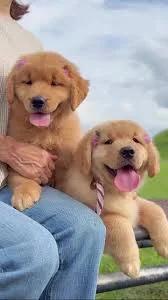 Shelly, cane golden retriever in adozione a Chieti - foto 1