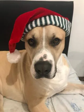 Tyson, cane meticcio in adozione a Roma
