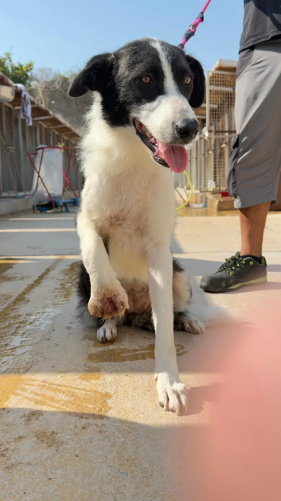 Zampetta, cane in adozione a Trapani - foto 3