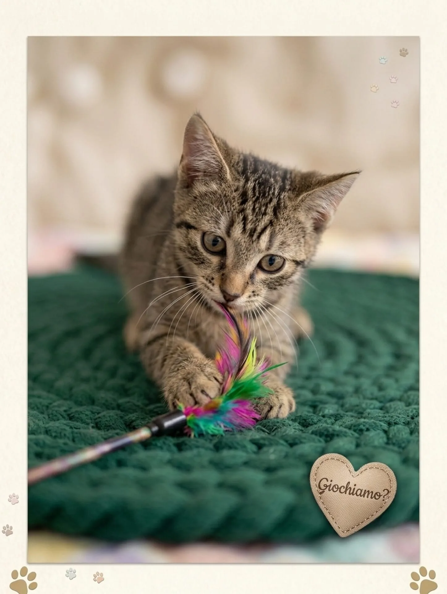 Calendula, gatto Europeo adottato a Bari - foto 4