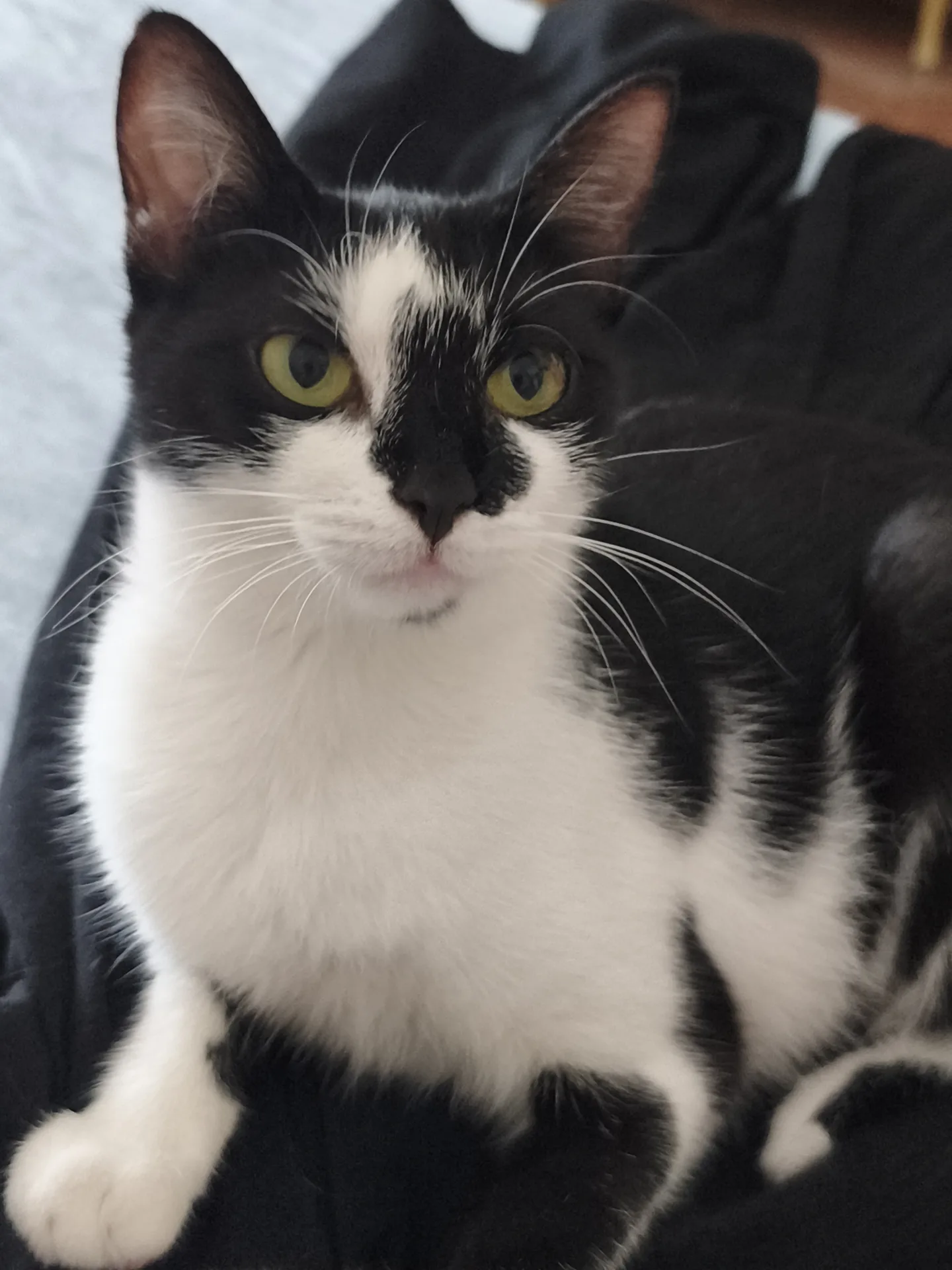 Fiammetta, gatto Europeo in adozione a Latina - foto 4