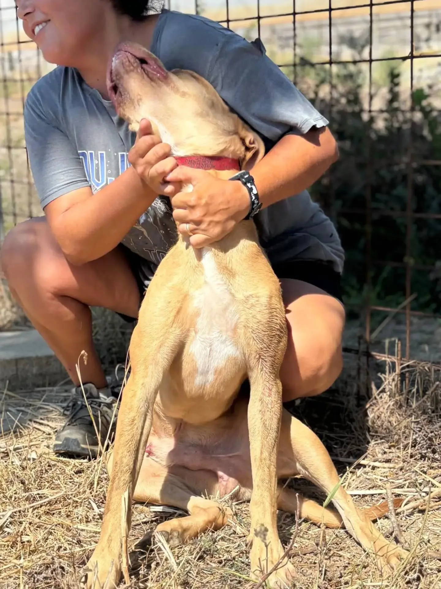 Severino, cane meticcio in adozione a Latina - foto 3