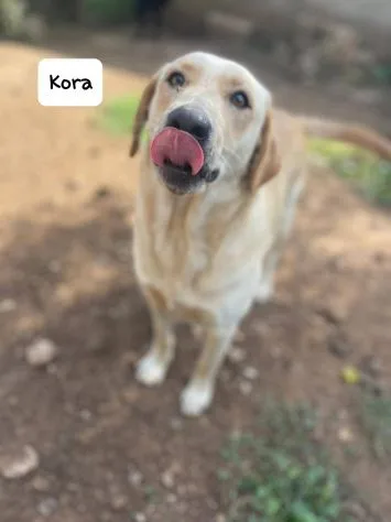 Kora, cane meticcio in adozione a Latina - foto 4