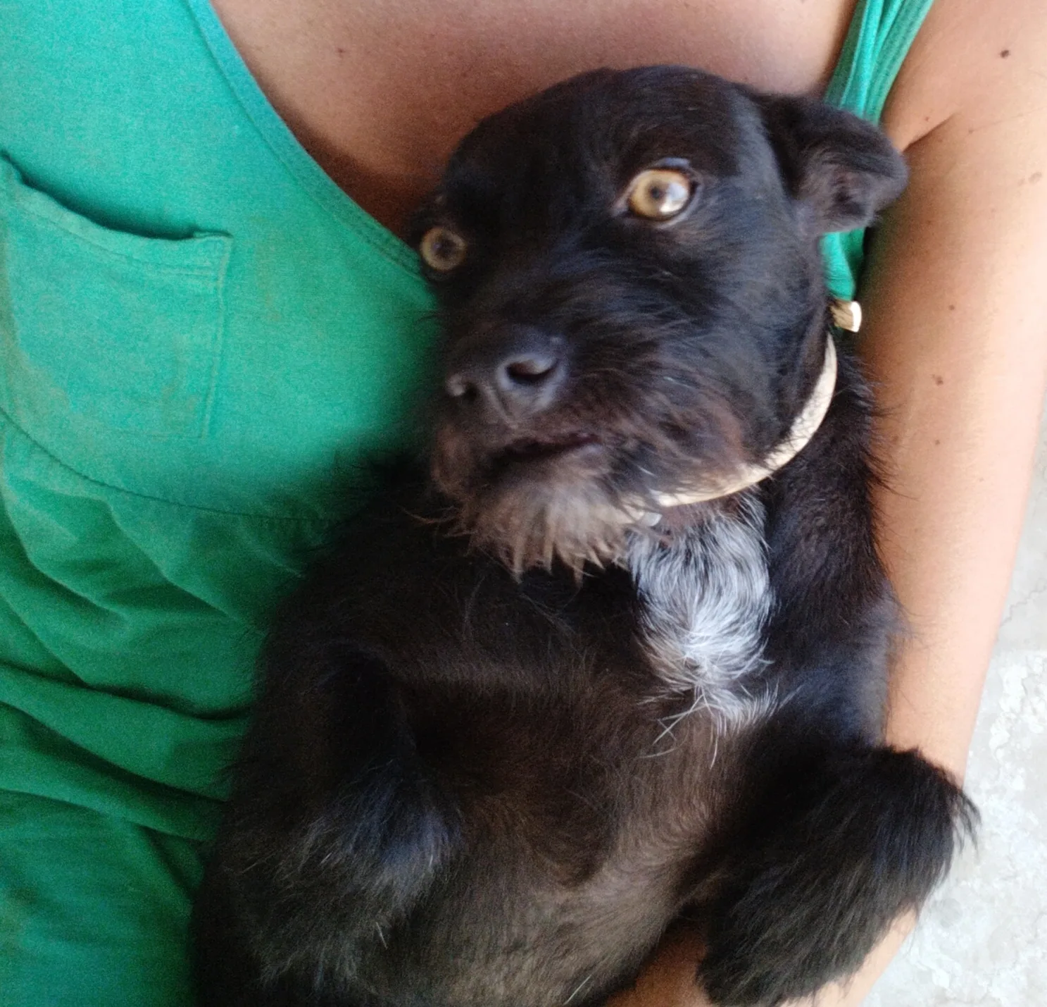 Scugnizza ed Ercole, cane Terrier in adozione a Padova - foto 1