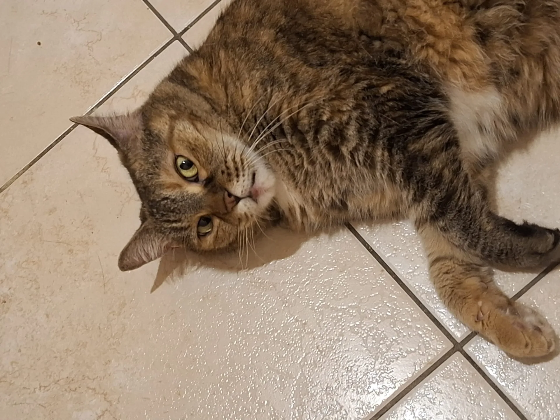 Chicca, gatto Europeo in adozione a Roma - foto 5
