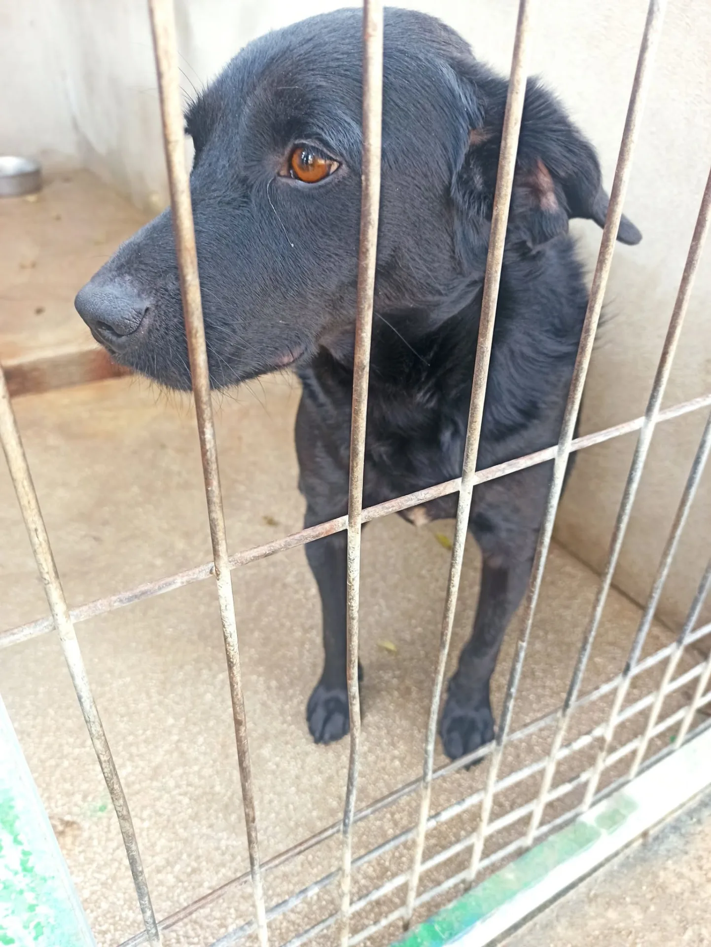 Leone, cane Mix labrador - volpino in adozione a Bari - foto 3