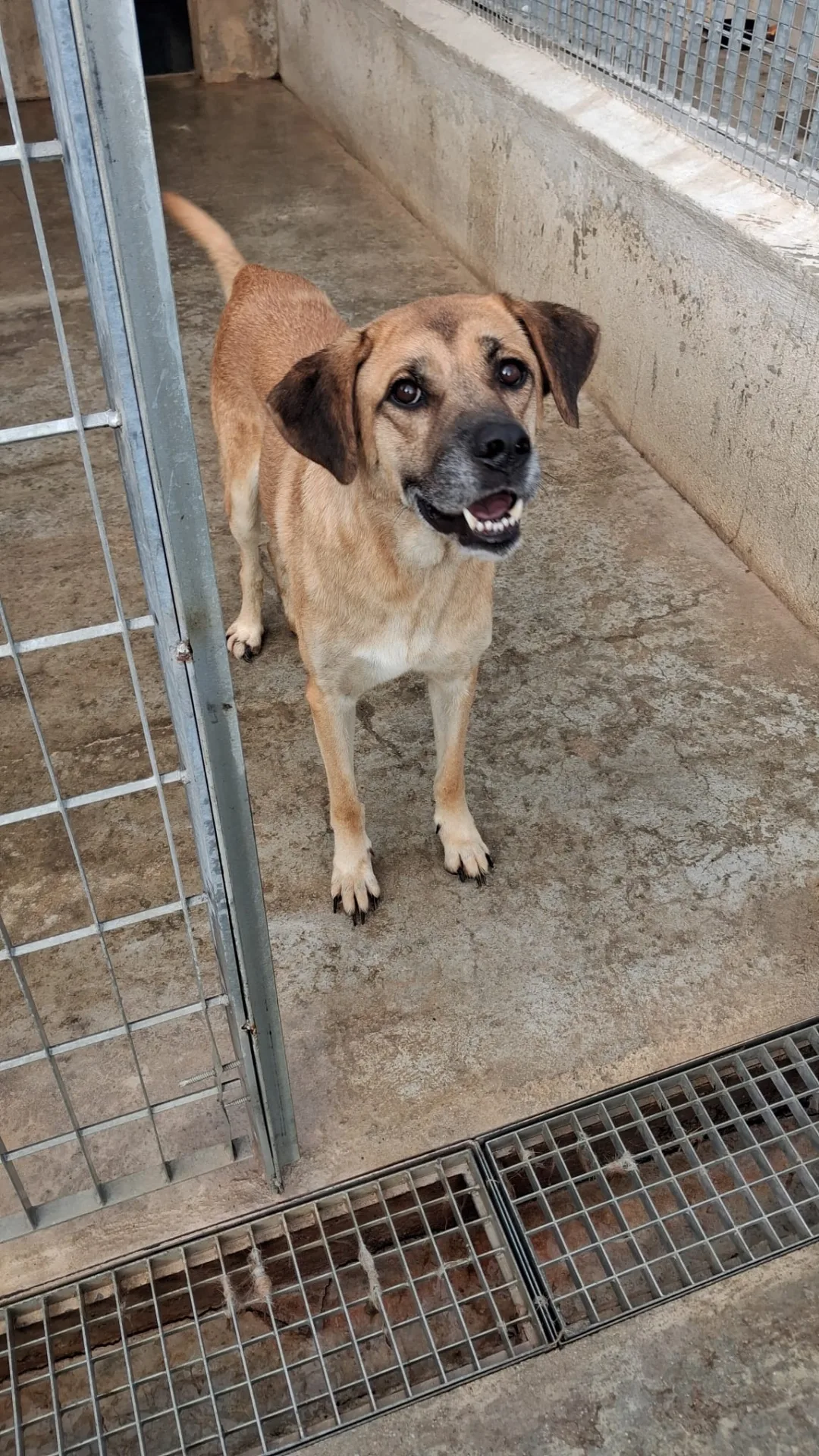 Lulù, cane Meticcio in adozione a Vibo Valentia - foto 2
